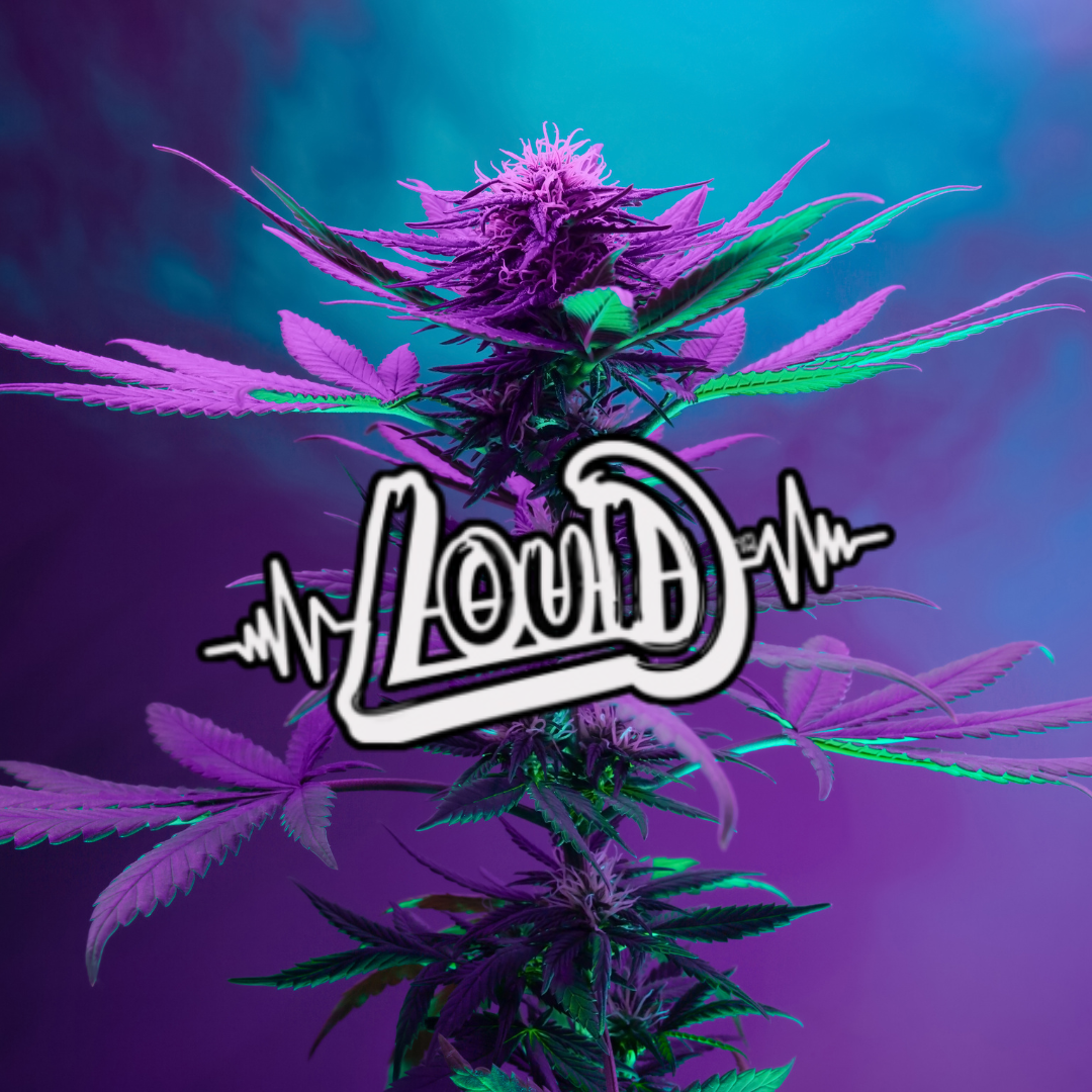 Loud Rolling & Ash Trays