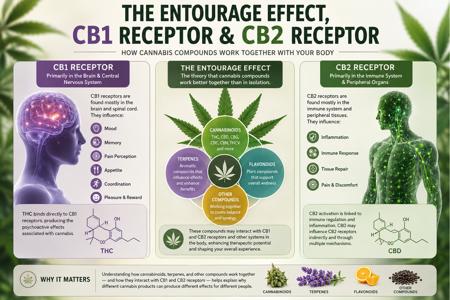 Understanding the Entourage Effect, the CB1 Receptor, and the CB2 Receptor