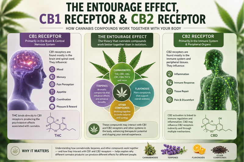 Understanding the Entourage Effect, the CB1 Receptor, and the CB2 Receptor