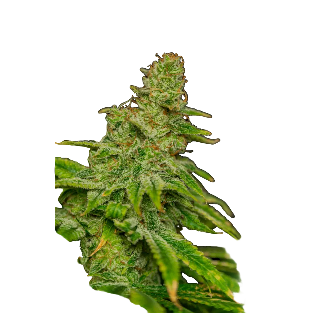 Afghan Kush