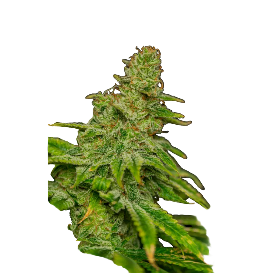 Afghan Kush
