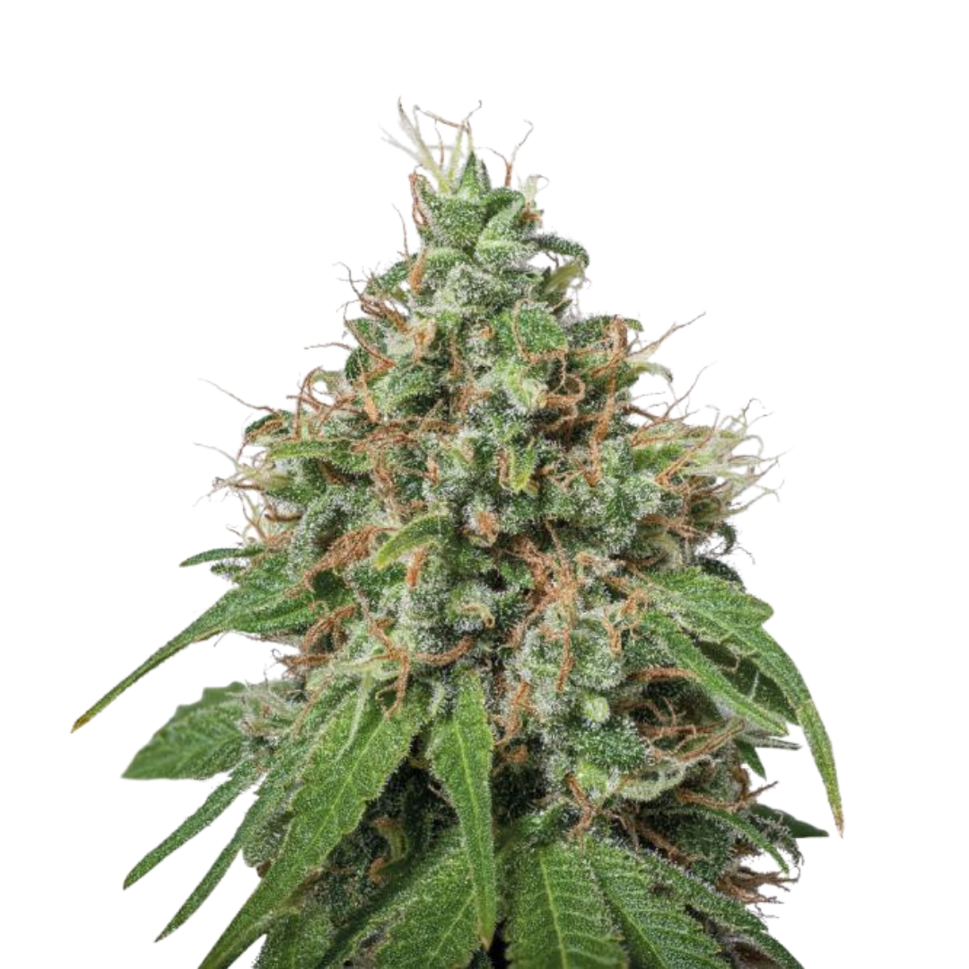 Amnesia Haze