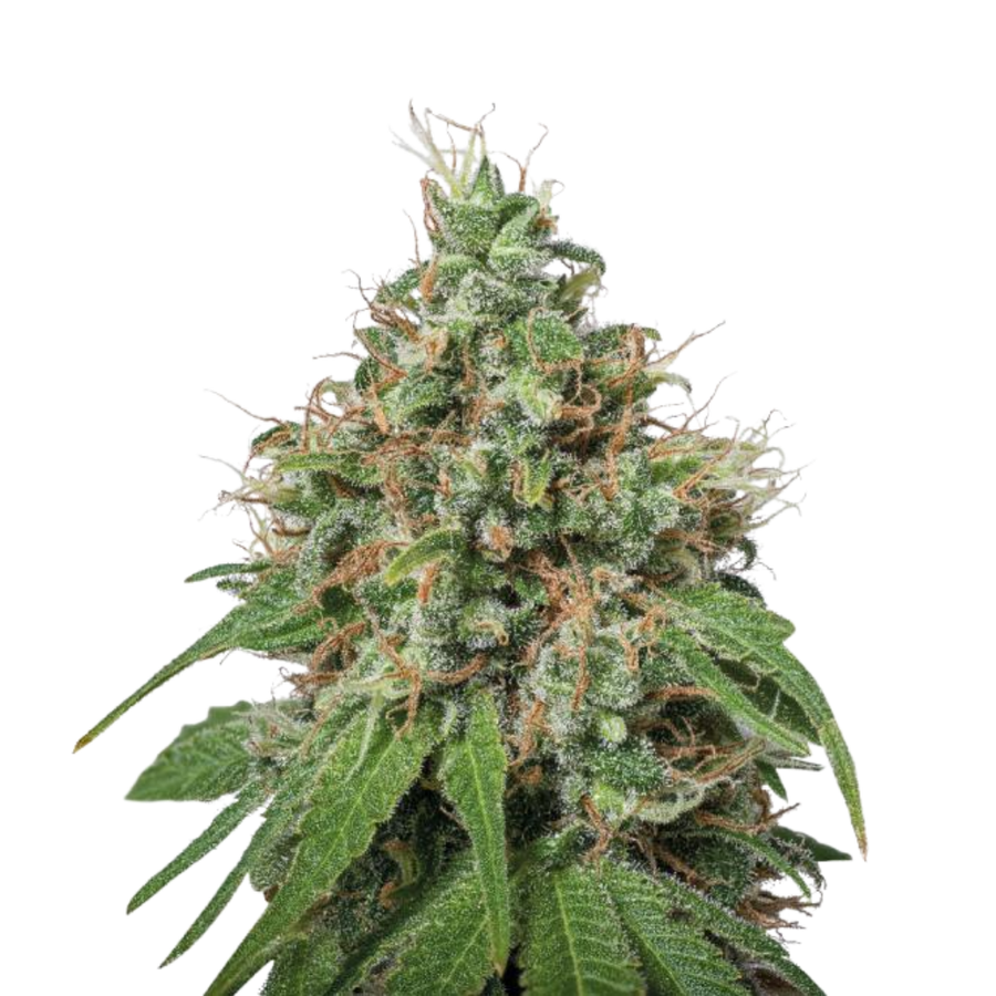 Amnesia Haze