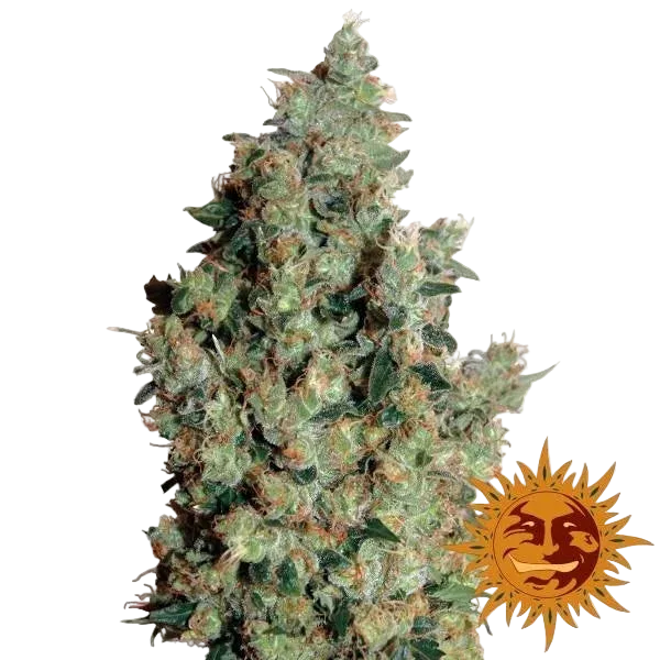 Tangerine Dream