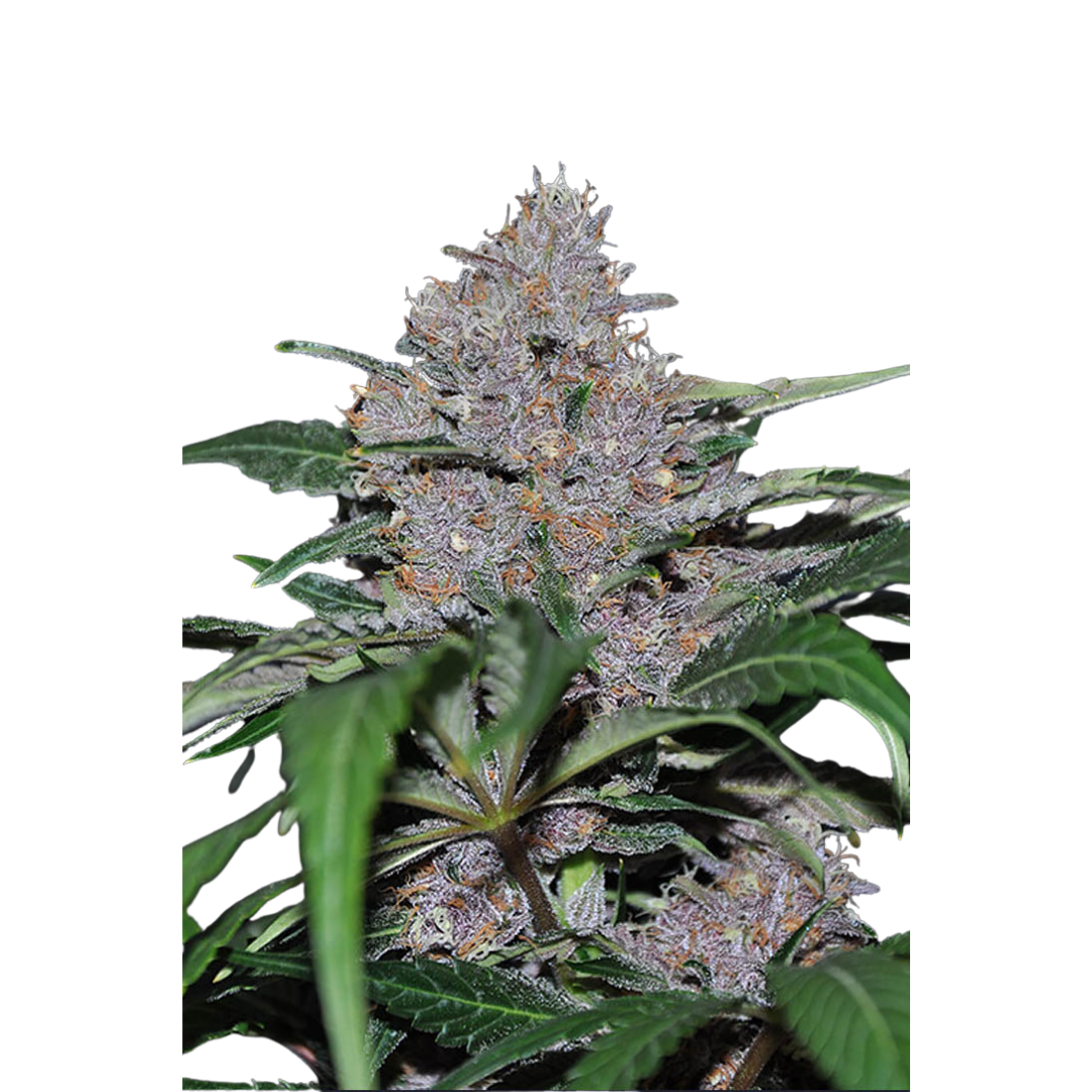 Blue Dream 