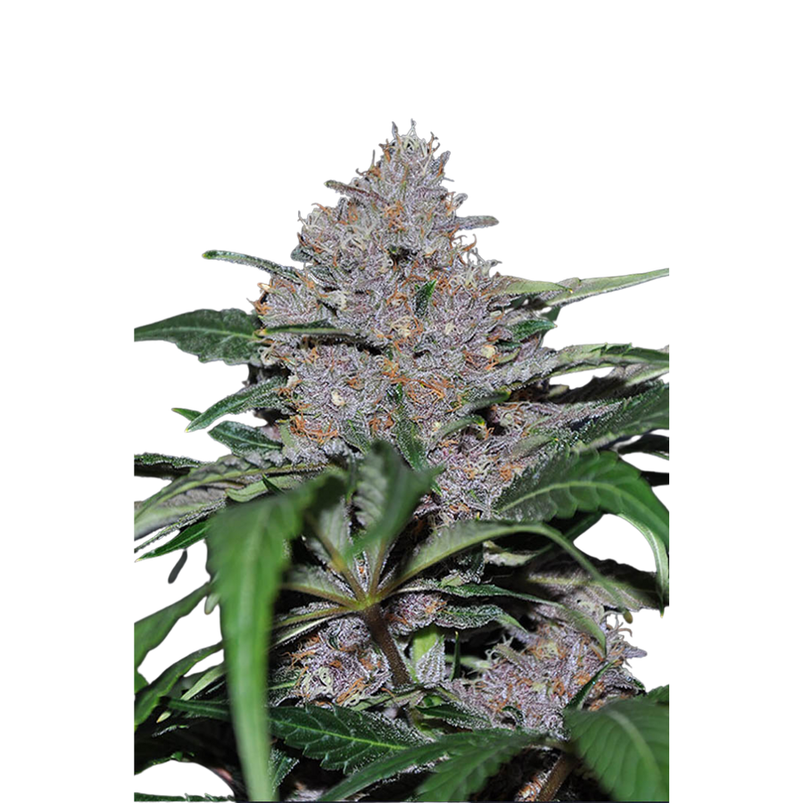 Blue Dream 