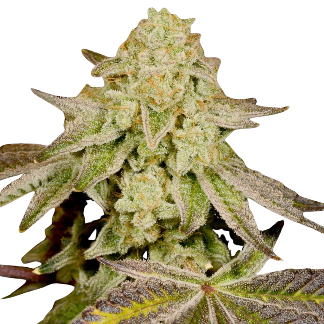 Cannatonic