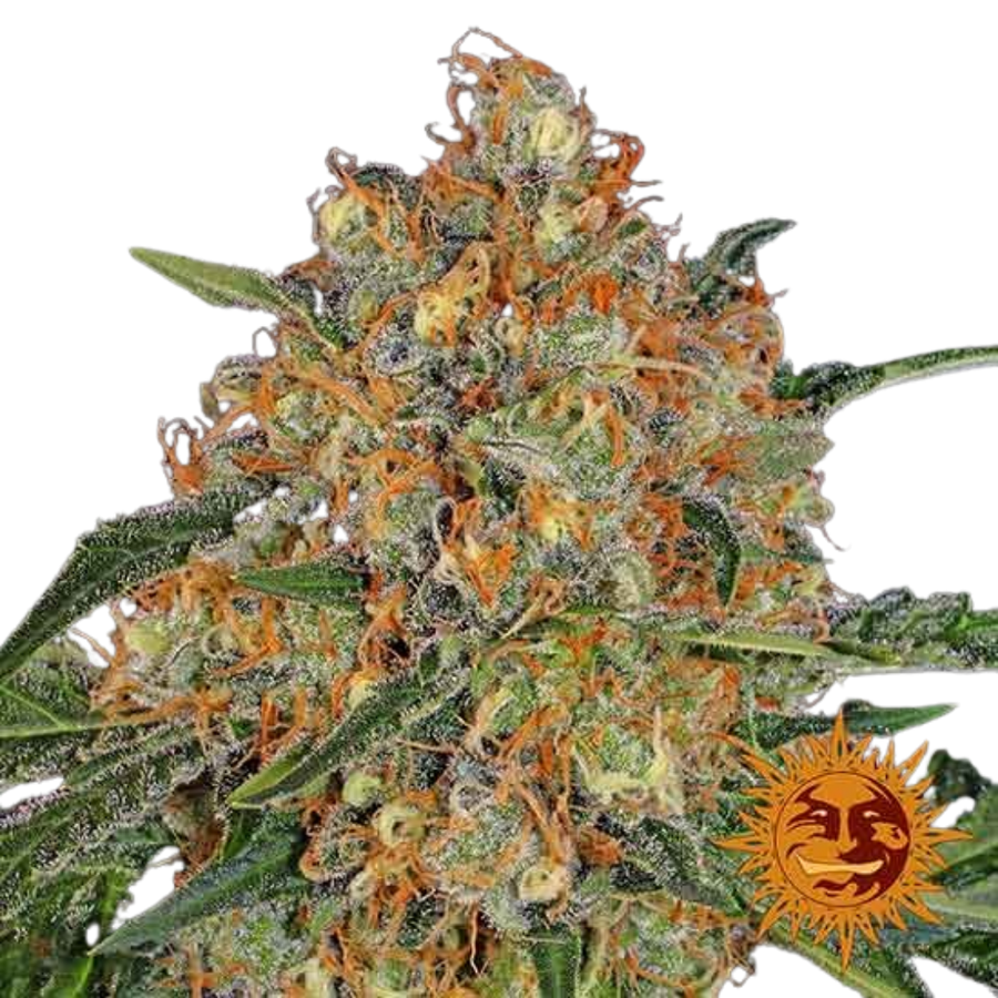 Caramel CBD