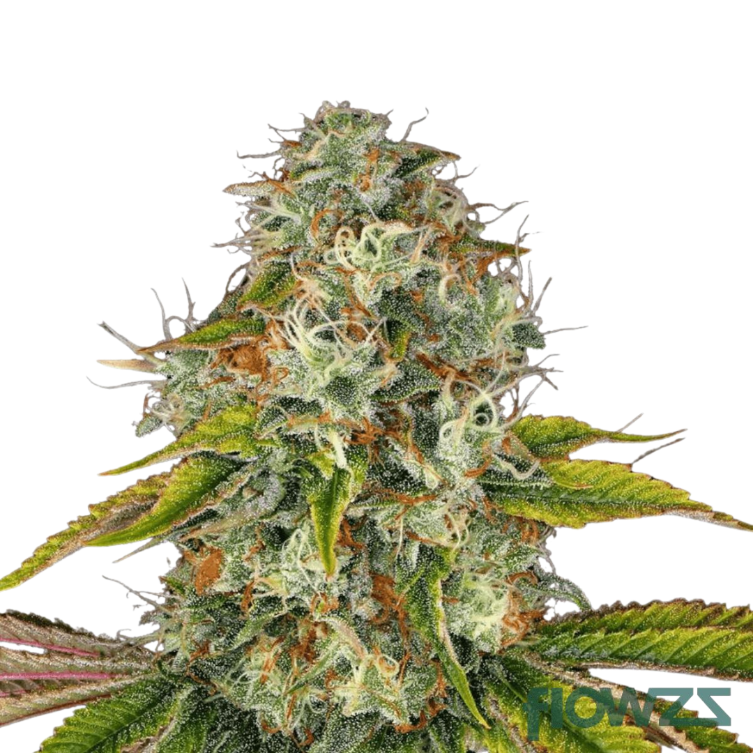Chemango Kush