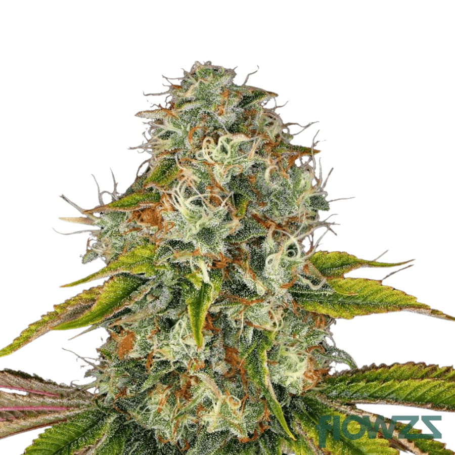 Chemango Kush