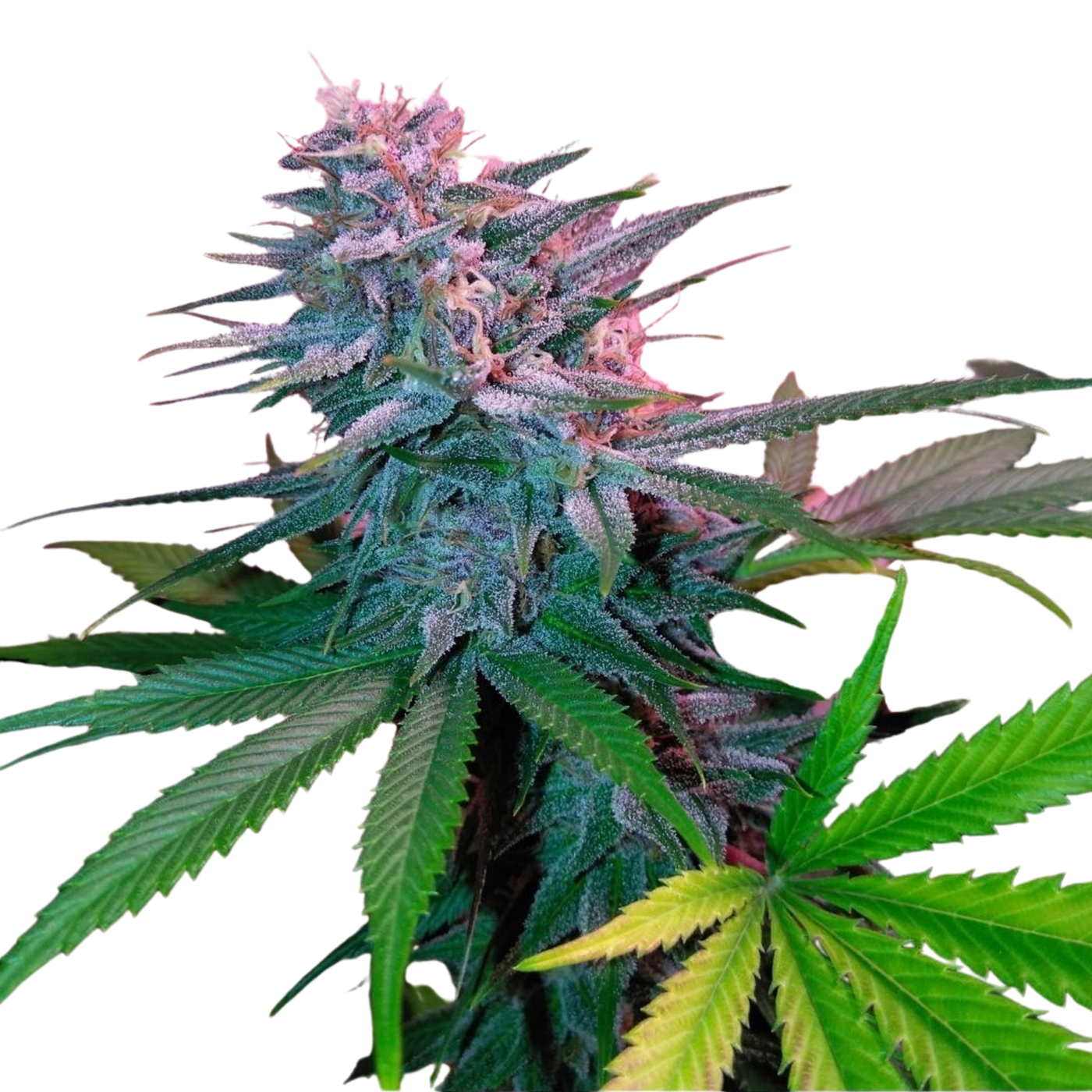 Rip City Kush
