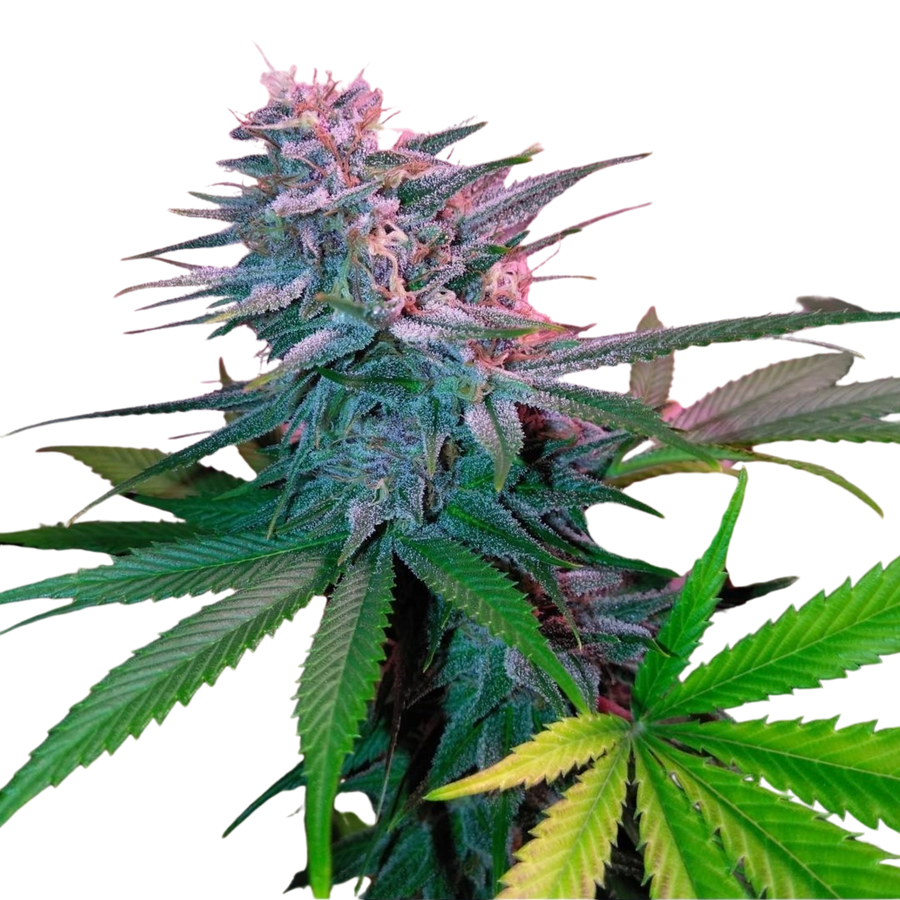 Rip City Kush